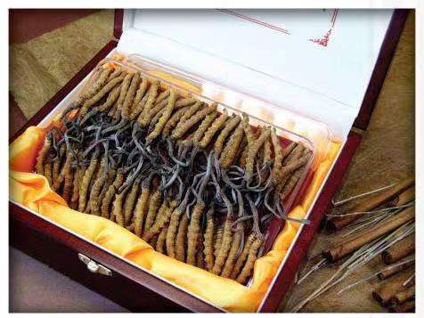 江津冬虫夏草回收